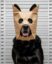 Anonymous Dog icon