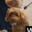 dreambeans icon