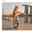 catcycle icon