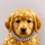 Onchain Golden Retriever icon