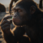 THE APE icon