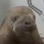 Annautaq icon