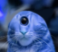sneeb icon