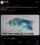Jewel Bee icon