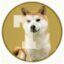 Taiyocoin icon