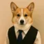 Corgi In vest icon