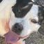 Justice For Drago icon