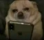 dog in pain icon