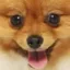 SafeDog icon