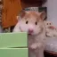 Jerry icon
