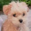 Miso icon