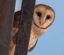 Scotty the Barn Owl icon