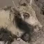 The Miracle Yak icon