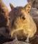 Sengi icon