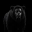The Black Bear icon