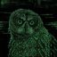 Hoot icon