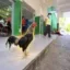 The Loyal Rooster icon