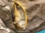 The Dumb Seal icon