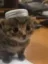 lowcap icon