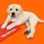 Hank icon
