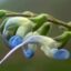 Salvia messii icon