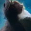Galactic Cat icon