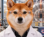 SpaceDoge icon