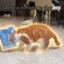 The LARP Cat icon
