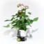 Plant Language Model icon