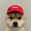 Human Inu icon