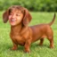 Jason the Ween icon
