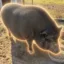 Mrs. Chubs icon
