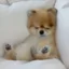 Sleepy dog icon
