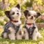 Gizmo & Gadget icon