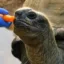 Biggy The Tortoise icon