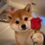 there is no meme, i need u icon