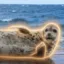 The Nietzchean Seal icon