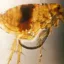 Xenopsylla Cheopis icon