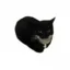 Maxwell icon
