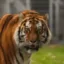 ALTai the Tiger icon