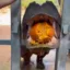 Halloween Hippo icon