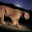 The Dystopian Mountain Lion icon