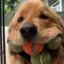 Finley icon