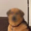 Privacy Dog icon