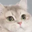 solo cat icon