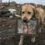 Justice for Buddy icon