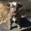Pitbull icon