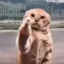 fuck you cat icon