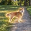Mayor Inu icon