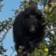 Bear On Tree icon
